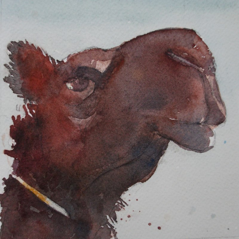 Camel Close-up